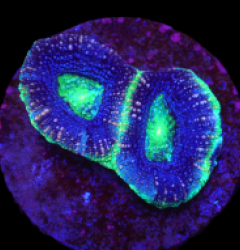 Acanthastrea bowerbanki (Premium) (DJM frag) o 625