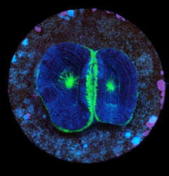 Acanthastrea bowerbanki (Premium) (DJM frag) pb 093