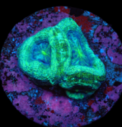Acanthastrea bowerbanki (Premium) (DJM frag) pb 273