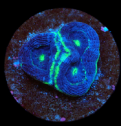 Acanthastrea bowerbanki (Premium) (DJM frag) pb 404