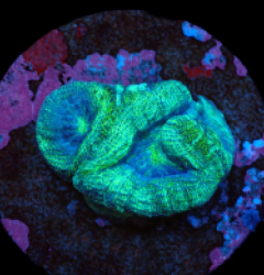 Acanthastrea bowerbanki (Premium) (DJM frag) pb 414
