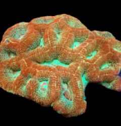 Acanthastrea bowerbanki (Premium) (L) pb 624