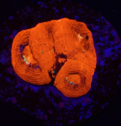 Acanthastrea bowerbanki (Special Colored) (DJM frag) o 179