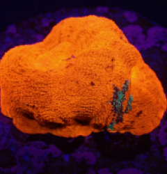 Acanthastrea bowerbanki (Special Colored) (DJM frag) o 396