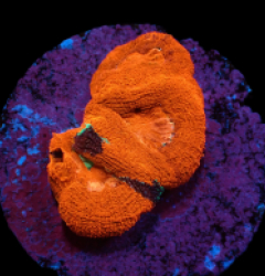 Acanthastrea bowerbanki (Special Colored) (DJM frag) pb 105
