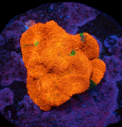 Acanthastrea bowerbanki (Special Colored) (DJM frag) pb 217