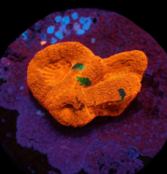 Acanthastrea bowerbanki (Special Colored) (DJM frag) pb 263