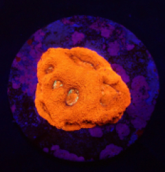 Acanthastrea bowerbanki (Ultra) (DJM frag) o 199