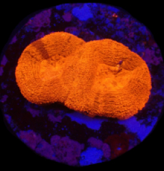 Acanthastrea bowerbanki (Ultra) (DJM frag) o 375