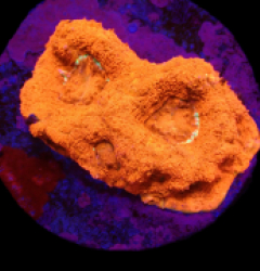 Acanthastrea bowerbanki (Ultra) (DJM frag) o 504