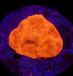 Acanthastrea bowerbanki (Ultra) (frag) o 358