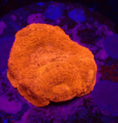 Acanthastrea bowerbanki (Ultra) (frag) o 511