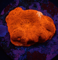 Acanthastrea bowerbanki (Ultra) (frag) pb 015