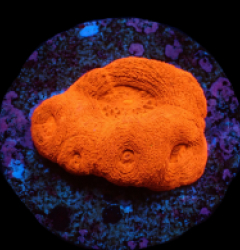 Acanthastrea bowerbanki (Ultra) (frag) pb 057
