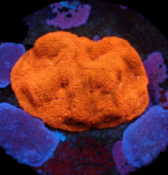 Acanthastrea bowerbanki (Ultra) (frag) pb 145