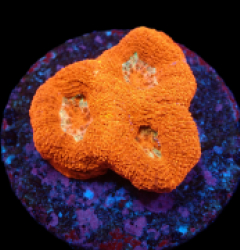 Acanthastrea bowerbanki (Ultra) (frag) pb 201