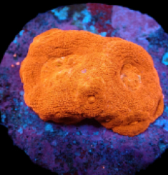 Acanthastrea bowerbanki (Ultra) (frag) pb 273
