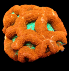 Acanthastrea bowerbanki (Ultra) (M) pb 259