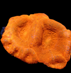 Acanthastrea bowerbanki (Ultra) (M) pb 315