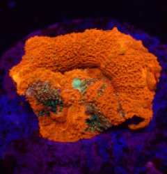 Acanthastrea bowerbanki (War Paint) (DJM frag) o 298