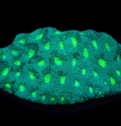Acanthastrea echinata (Green Ultra) (L) pb 287