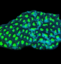 Acanthastrea echinata (Green Ultra) (XL) pb 276