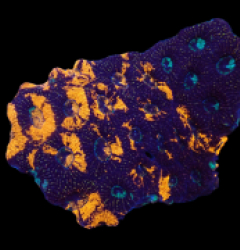 Acanthastrea echinata (Premium) (L) pb 097