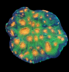 Acanthastrea echinata (Special Colored) pb 077