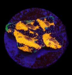 Acanthastrea echinata (Ultra) (frag) o 233