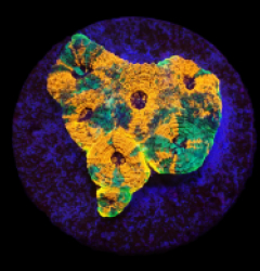 Acanthastrea echinata (Ultra) (frag) o 297