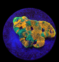 Acanthastrea echinata (Ultra) (frag) o 644