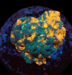 Acanthastrea echinata (Ultra) (L) o 078