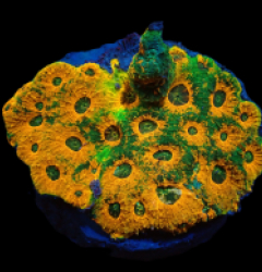 Acanthastrea echinata (Ultra) (L) pb 171