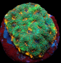 Acanthastrea echinata (Ultra) (L) pb 175