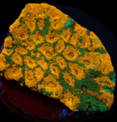 Acanthastrea echinata (Ultra) (L) pb 187