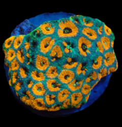 Acanthastrea echinata (Ultra) (L) pb 192