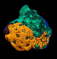 Acanthastrea echinata (Ultra) (L) pb 194