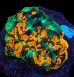 Acanthastrea echinata (Ultra) (L) pb 198