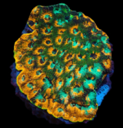 Acanthastrea echinata (Ultra) (L) pb 208