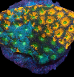 Acanthastrea echinata (Ultra) (L) pb 218