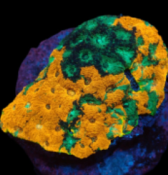 Acanthastrea echinata (Ultra) (L) pb 518