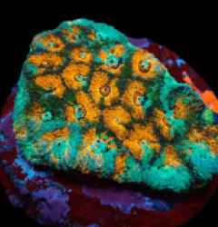 Acanthastrea echinata (Ultra) (L) pb 624