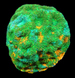 Acanthastrea echinata (Ultra) pb 026