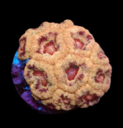 Acanthastrea lordhowensis (Asian Acan) (S) pb 253