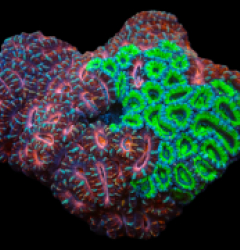 Acanthastrea lordhowensis (Bicolor Grafted) (XXXL) pb 305