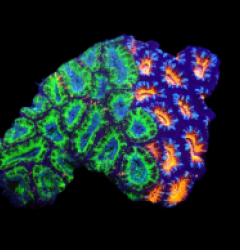 Acanthastrea lordhowensis (Duo) (L) o 205