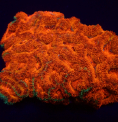 Acanthastrea lordhowensis (Grafted) pb 044