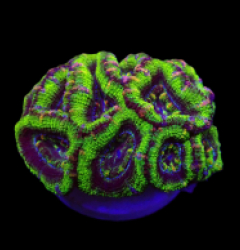 Micromussa spp. (Green) (Premium) (frag)