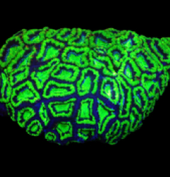 Acanthastrea lordhowensis (Green Ultra) (XXL) o 248
