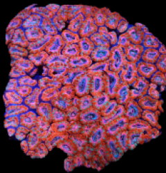 Acanthastrea lordhowensis (Pink Ultra) (XXL) pb 512